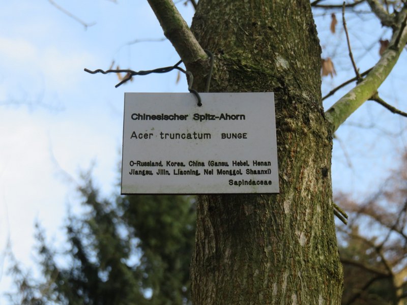 Geografisches Arboretum Rombergpark am 17,102018 (86)